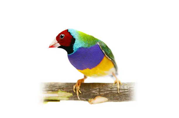 Gouldian Finch - Erythrura gouldiae in front of a white background