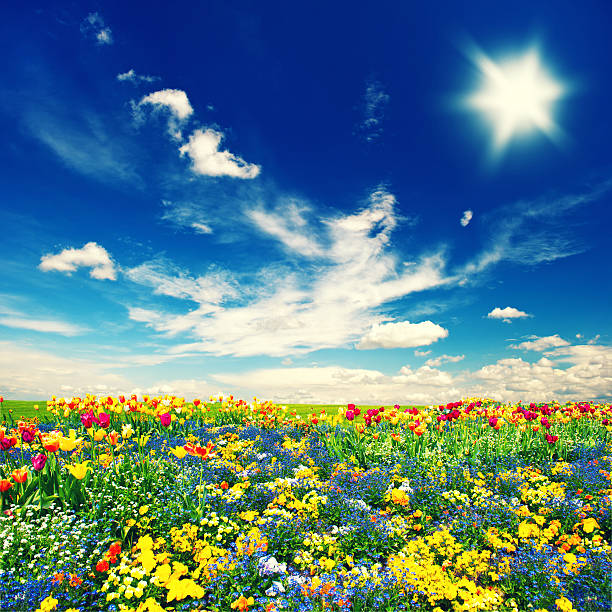 istock beautiful tulip flowers field and cloudy blue sky 502279757