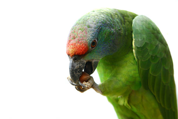 istock Flying festival Amazon parrot on white 502280253