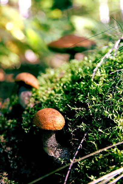 woodland de cogumelos - edible mushroom mushroom fungus colony imagens e fotografias de stock