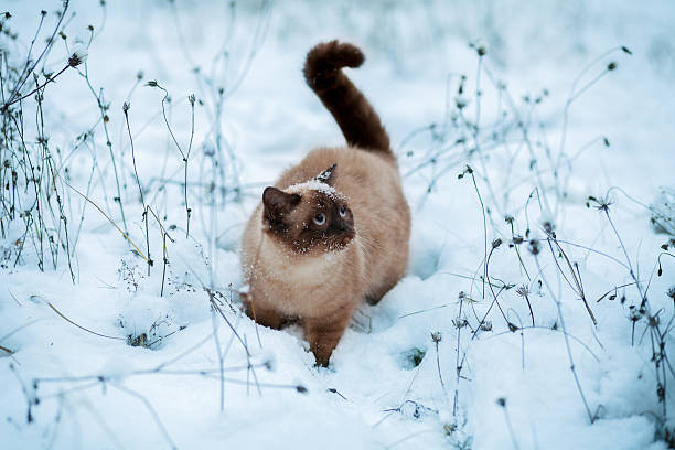 istock Cute siamese cat walking in snow 502281390