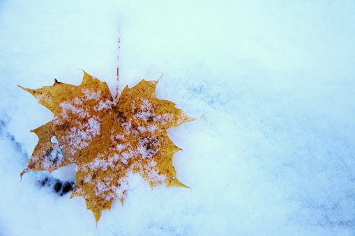 alone maple leaf in the snow. Winter blurred background.