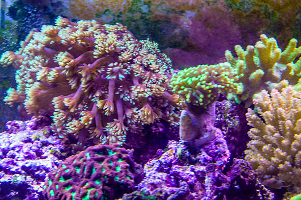 Anemones and Corals Xenias.jpg stock photo