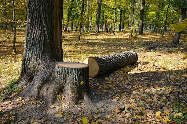 abatida árvore na floresta - cutting tree moving down bark imagens e fotografias de stock