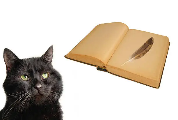 Photo of cat and old book