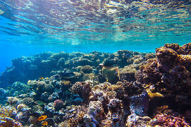 istock red sea underwater coral reef 502286218