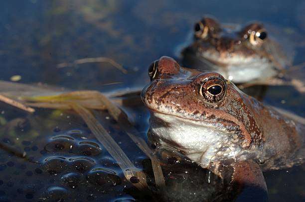 istock Copulation of The common frogs 502289528