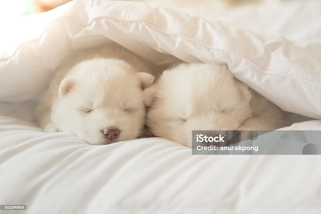 siberian husky puppy sleeping on white bed Two White siberian husky puppies sleeping on white bed under white blanket Sleeping Stock Photo