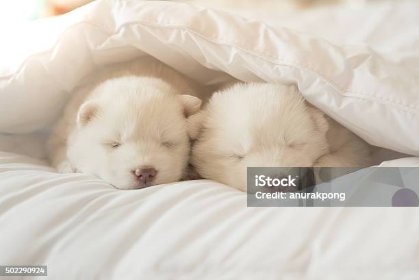 Siberian Husky Puppy Sleeping On White Bed Stock Photo - Download Image Now - Sleeping, Bed - Furniture, Dog