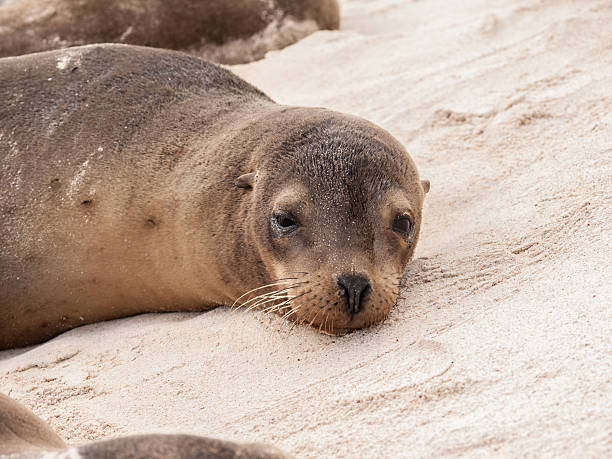 istock Single Awake Sea Lion 502291682