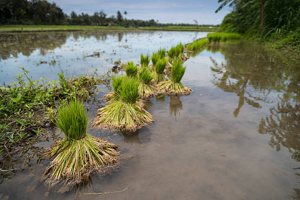 istock Young rice plants ready to be planted 502292390