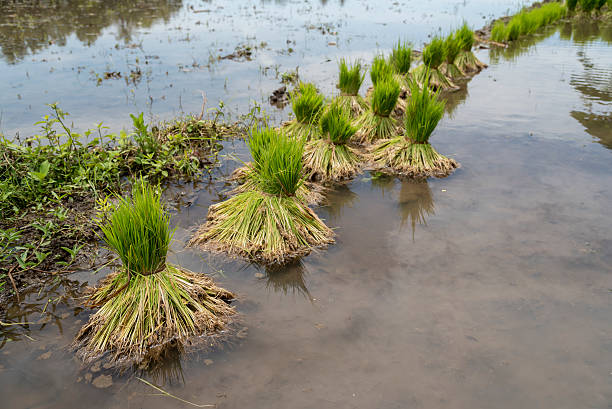 istock Bucnhes of young rice plants 502292498
