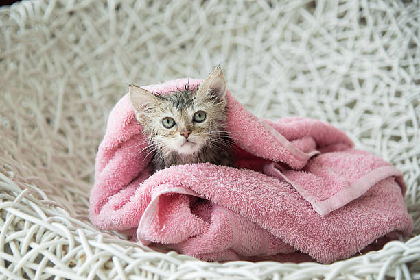 istock soggy kitten after a bath 502292666