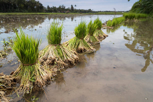 istock Young rice plants ready to be planted 502292800