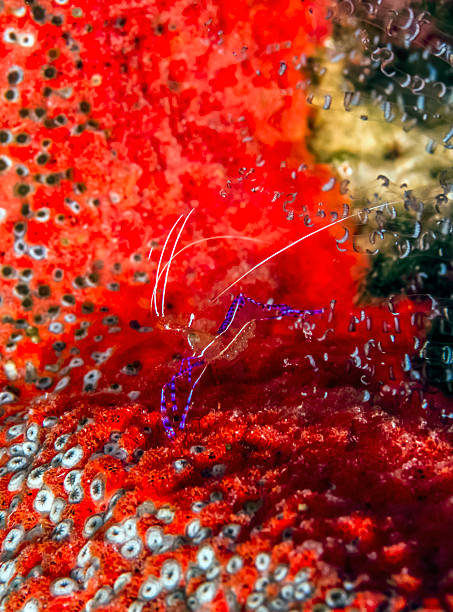 istock Ancylomenes pedersoni,Pederson's shrimp 502292898