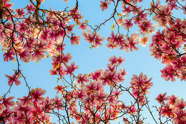 istock Magnolia flowers 502294390
