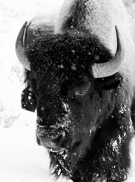 istock bison bull snowing black and white face portrait 502294454