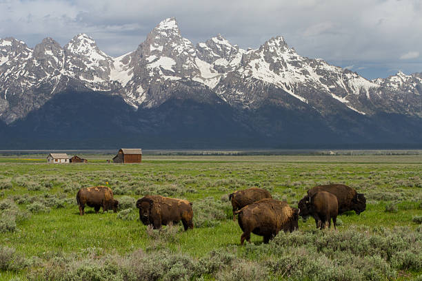 istock bison herd homestead barns and wyoming mountains 502294498