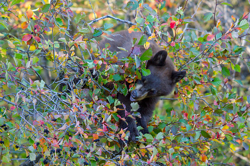 black bear balanced in bush with colorful leaves eating berries snout