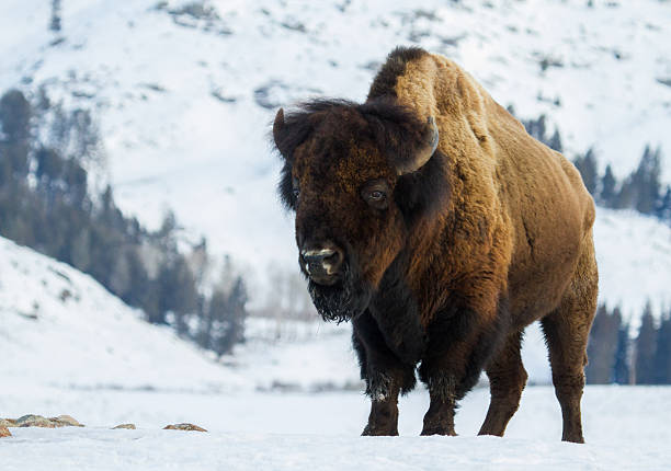 enorme bull bison no inverno de yellowstone - hump - fotografias e filmes do acervo