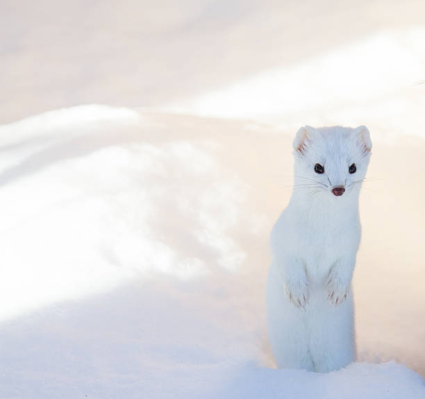white ermine weasel standing in deep snow a curious white ermine (weasel) with pink ears stands facing camera in deep snow stoat mustela erminea stock pictures, royalty-free photos & images