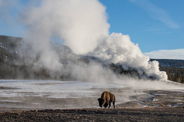 istock bison and giant geyser 502295368