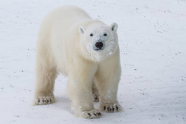 istock curious teenage polar bear 502295510