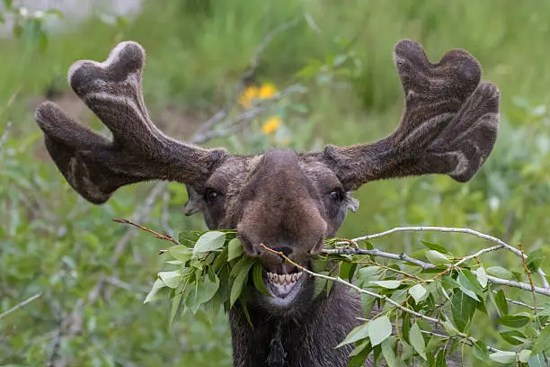 funny awkward moose eating branches