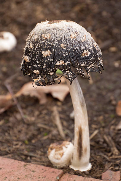 istock Shaggy Mane Mushroom 502295844