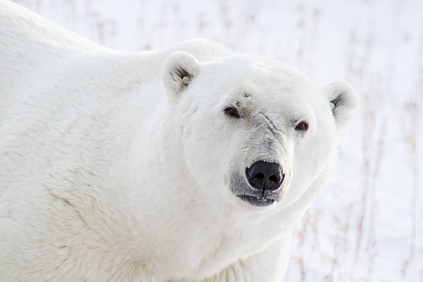 istock polar bear portrait and scars 502295852