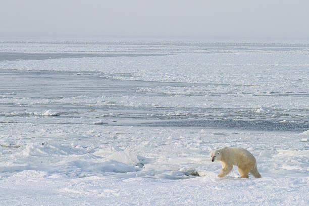 istock polar bear climbs out of ice 502295908