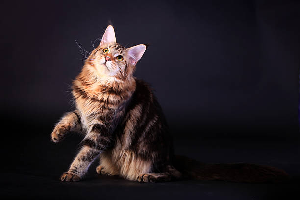 istock Brown Tabby Maine Coon on black 502295977