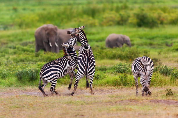 Fighting Zebras with elephants in the background in Amboseli National Park stock photo
