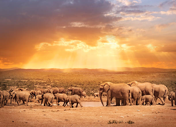 słoniach w park addo południowej afryki - addo south africa southern africa africa zdjęcia i obrazy z banku zdjęć