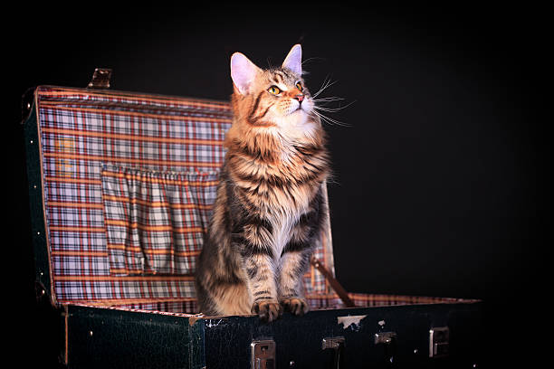 istock Brown Tabby Maine Coon on black 502296019