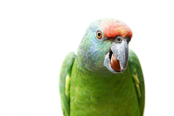 istock Flying festival Amazon parrot on white 502296053