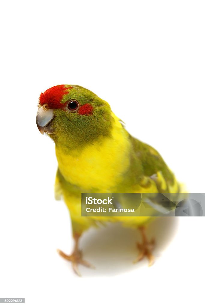 Red-fronted Kakariki parakeet isolated on white Red-fronted Kakariki parakeet, Cyanoramphus novaezelandiae, cinnamon motley colored, isolated on white Beak Stock Photo