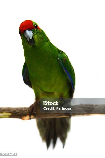 Redfronted Kakariki Parakeet On White Stock Photo - Download Image Now - Beak, Biology, Bird