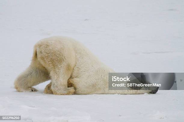 Polar Bear Folie Stockfoto und mehr Bilder von Tier - Tier, Humor, Eisbär