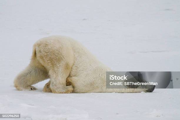 Oso Polar Deslizante Foto de stock y más banco de imágenes de Animal - Animal, Humor, Oso polar