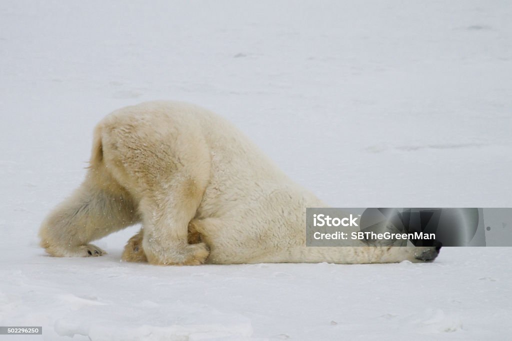 polar bear slide a silly polar bear pushes across the snow on his belly. Animal Stock Photo