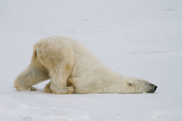 polar bear slide a silly polar bear pushes across the snow on his belly. polar bear stock pictures, royalty-free photos & images
