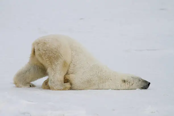 Photo of polar bear slide