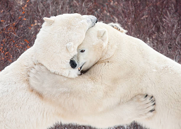polar bears sparring wrestling clawing and biting two polar bears fighting, biting and clawing each other while wrestling in front of red bushes. churchill manitoba stock pictures, royalty-free photos & images