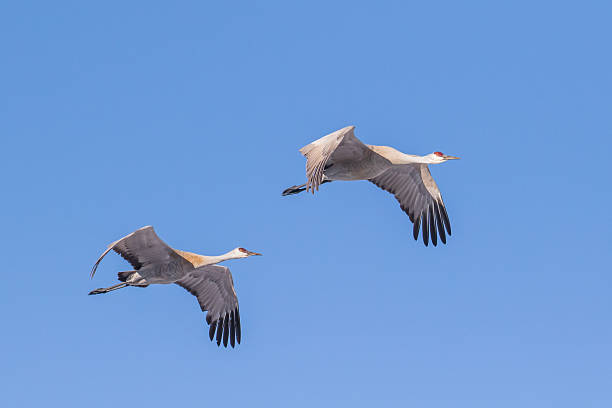 istock sandhill cranes flying blue sky 502296418