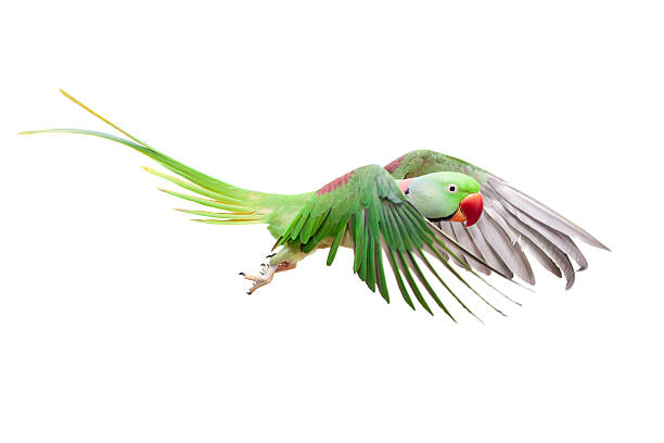 istock Big green ringed or Alexandrine parakeet on white 502296487