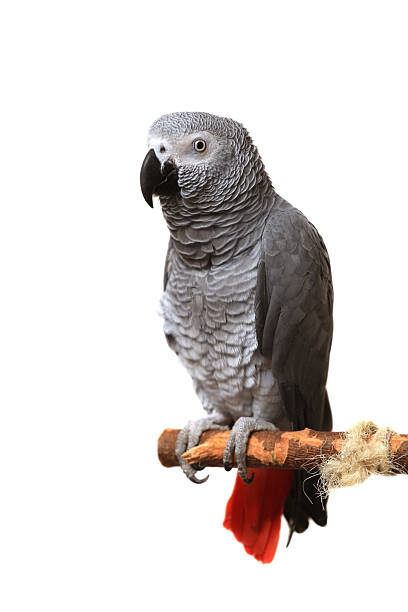 istock African Grey Parrot isolated on white 502296511