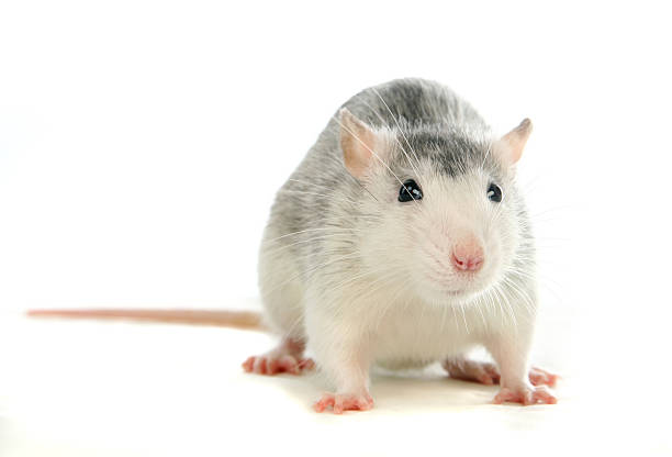 istock Two-coloured rat washing over white 502296529