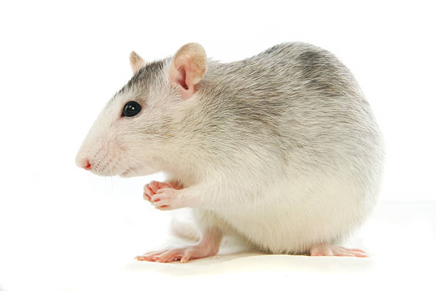 istock Two-coloured rat washing over white 502296533