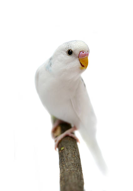 istock Budgie 1,5 mounths on white 502296791